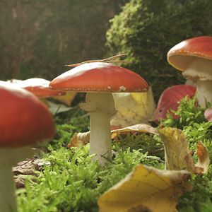 Photo La Planète verte