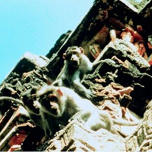 Photo Hanuman