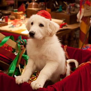 Photo Les Chiots Noël, la relève est arrivée