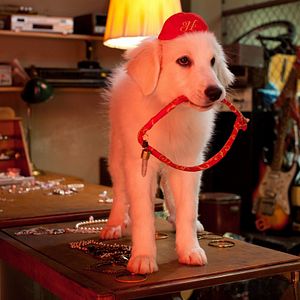 Photo Les Chiots Noël, la relève est arrivée