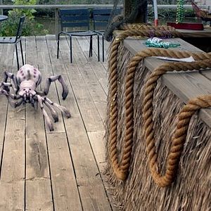 Photo Arachnoïde