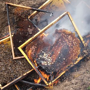 Photo Des Abeilles et des Hommes
