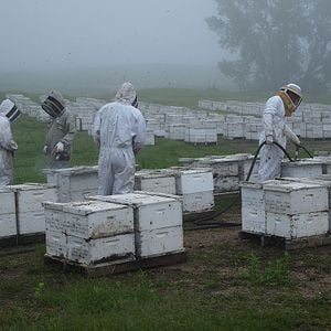 Photo Des Abeilles et des Hommes