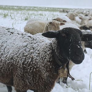 Photo Hiver nomade