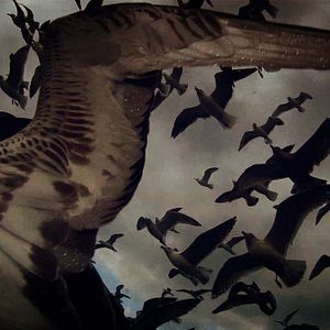 Photo Leviathan
