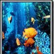 Photo Un Paradis sous la mer