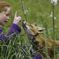 Photo Le renard et l'enfant