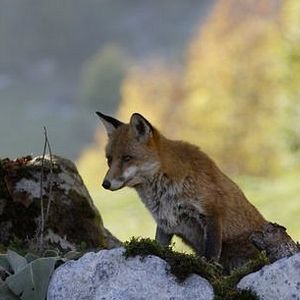 Photo Le renard et l'enfant