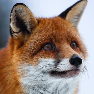 Photo Le renard et l'enfant