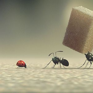 Photo Minuscule - La vallée des fourmis perdues