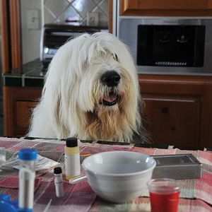 Photo Abner le chien magique