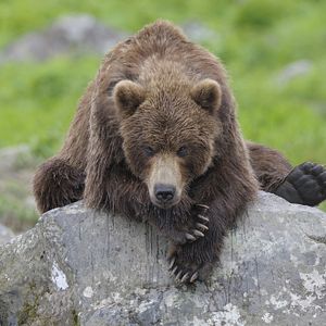 Photo Terre des Ours