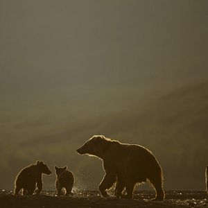 Photo Terre des Ours