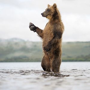Photo Terre des Ours