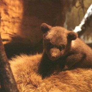 Photo Terre des Ours