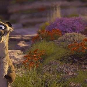 Photo Khumba