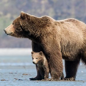 Photo Grizzly