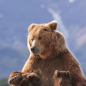 Photo Grizzly