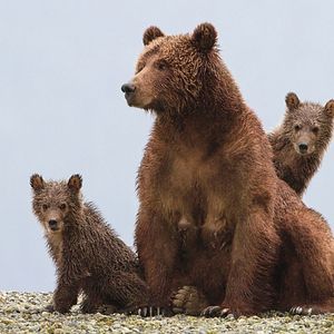 Photo Grizzly