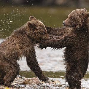 Photo Grizzly