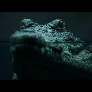 Photo Crocodile
