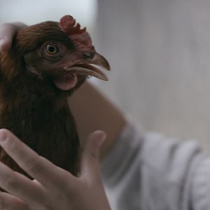 Photo The Chicken