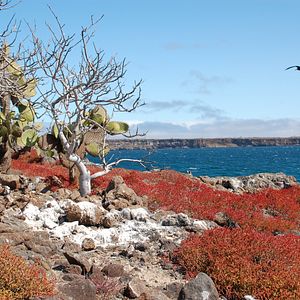 Photo The Galapagos Affair: Satan Came To Eden