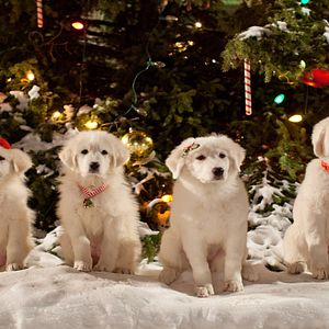 Photo Les Chiots Noël, la relève est arrivée