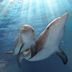 Photo L'Incroyable Histoire de Winter le dauphin 2