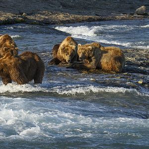 Photo Grizzly