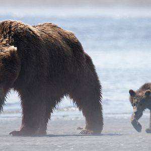 Photo Grizzly