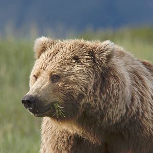 Photo Grizzly