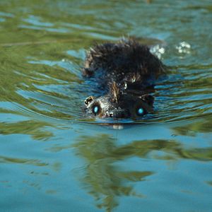 Photo Zombeavers