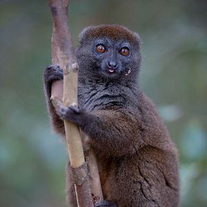 Photo Madagascar, l'île des Lémuriens
