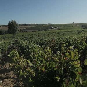 Photo Vendanges