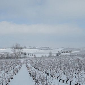 Photo Vendanges