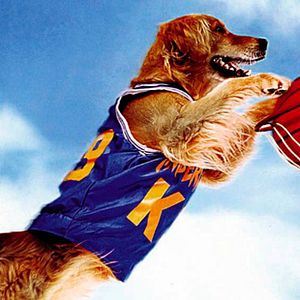 Photo Air Bud 2 : Receveur étoile
