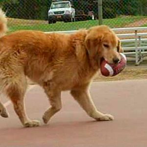 Photo Air Bud 2 : Receveur étoile