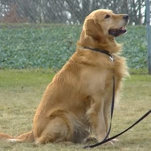 Photo Air Bud 2 : Receveur étoile
