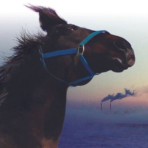 Photo The Horses of Fukushima