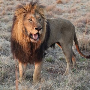 Photo African Safari 3D