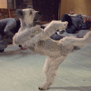 Photo Karaté Dog