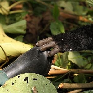 Virunga : Photo