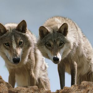 Photo Le Dernier Loup