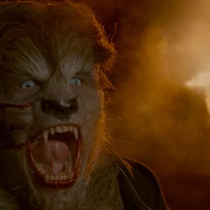 Photo Wolves
