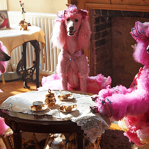 Photo Pudsey the Dog: The Movie