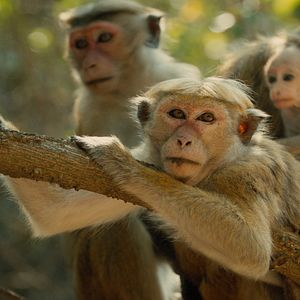 Photo Au Royaume des Singes