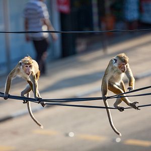 Photo Au Royaume des Singes
