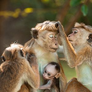 Photo Au Royaume des Singes