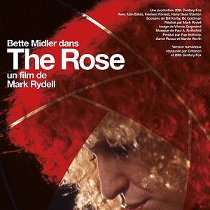 Photo The Rose